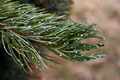 Pinus aristata Glauca IMG_9276 Sosna oścista